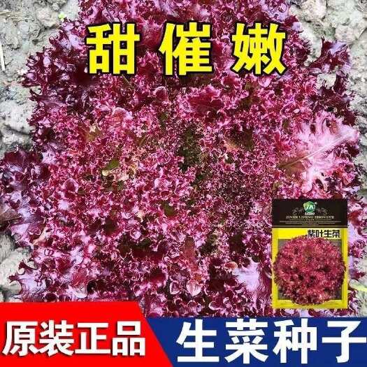 湖南邵东市奶油咖啡紫叶生菜籽有机沙拉菜籽四季植耐寒热紫色蔬菜种子蔬菜籽