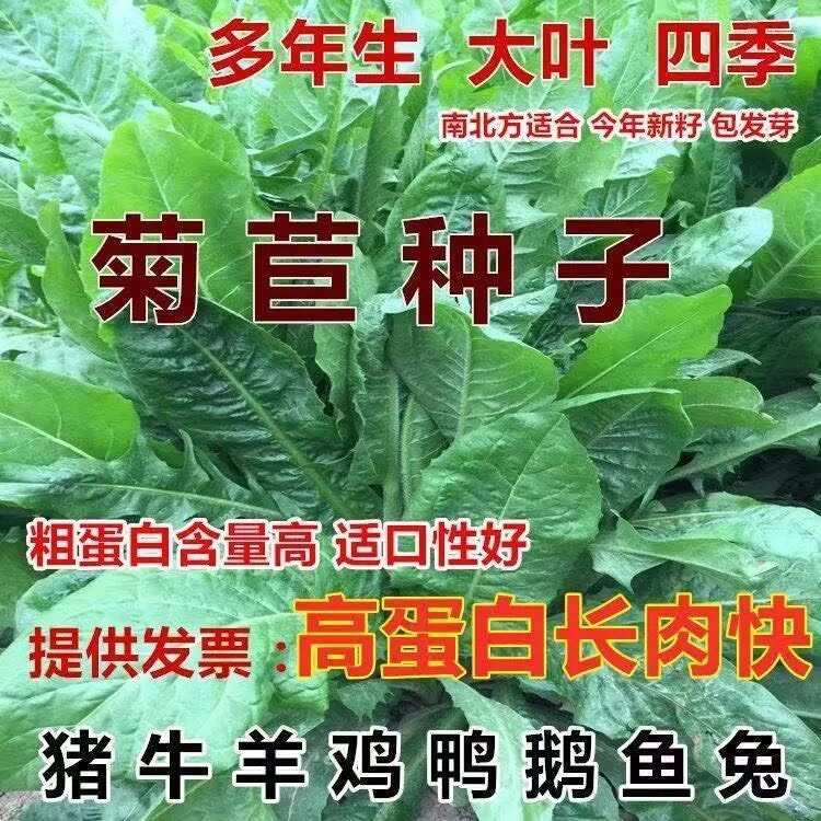 四季牧草种子菊苣种籽养殖大叶多年生鱼羊猪牛兔鸡鸭鹅草种子再生