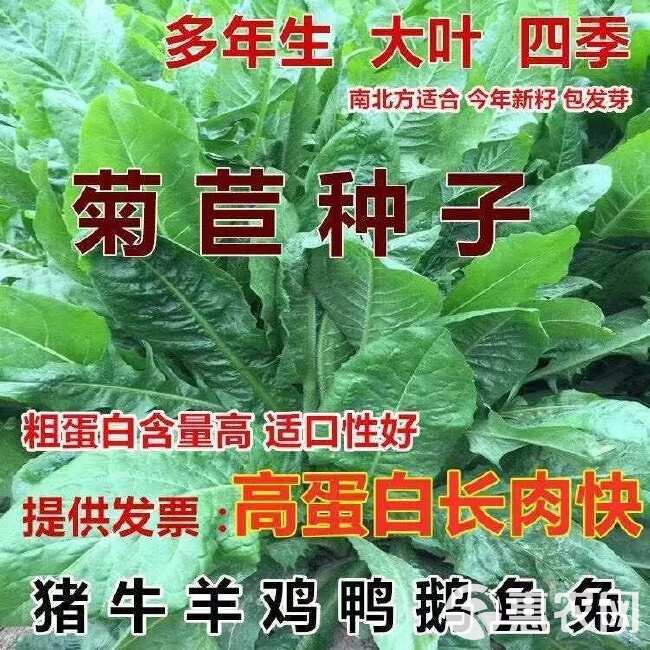 四季牧草种子菊苣种籽养殖大叶多年生鱼羊猪牛兔鸡鸭鹅草种子再生