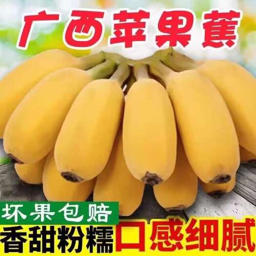 南宁【广西苹果蕉】软糯香甜当季广西水果香蕉八成熟采摘孕妇水果好吃