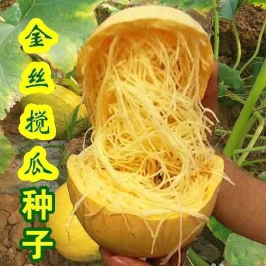 邵东市原装金丝搅瓜种子 天然粉丝南瓜种子 金丝瓜种子 四季 好吃丝