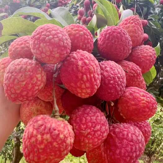 广州荔枝自家种植仙进奉荔枝