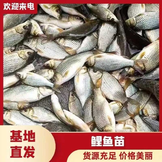 鲤鱼苗贵州 热销优质鲤鱼苗 优质苗种 提供养殖技术包运输下塘