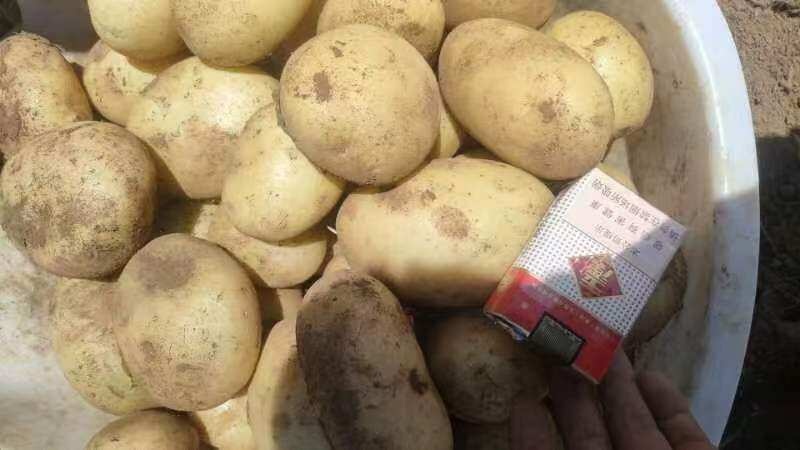 威宁土豆沃土，V3V7都有货，现挖！黄皮黄心！发全省！