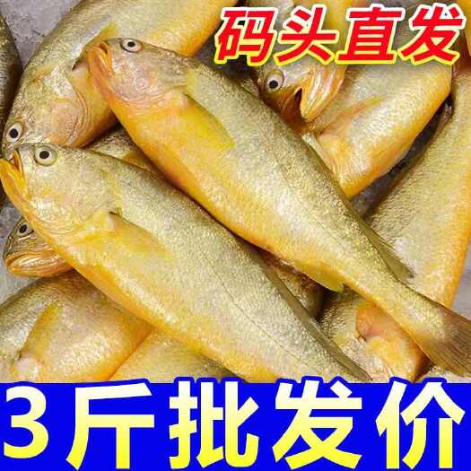 小黄花鱼新鲜冷冻黄花鱼烧烤小黄鱼生鲜海鱼海鲜商用冰鲜深海水产