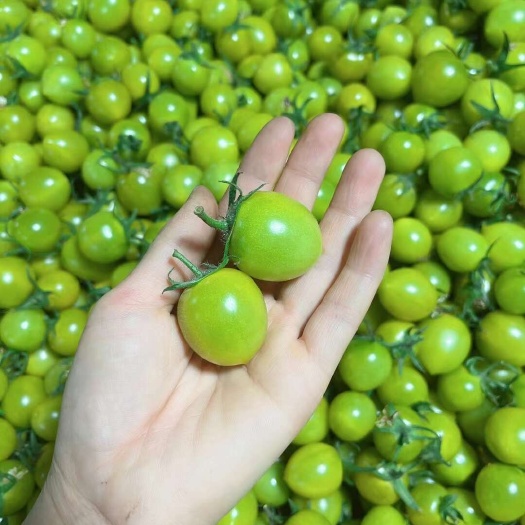 青甜绿色小番茄大量有货
