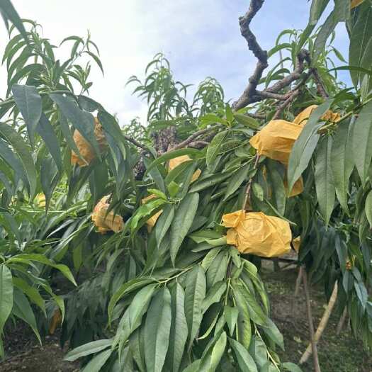 奉化水蜜桃湖景蜜露上市自家桃园