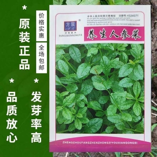 邵东市原装人参菜种子 高丽参 土人参 特色蔬菜 叶用人参 土洋参