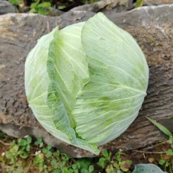 湖北扁包菜圆包菜