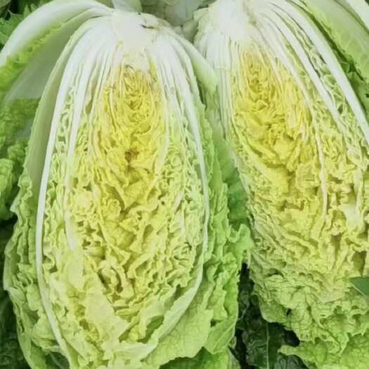 长阳县黄心大白菜