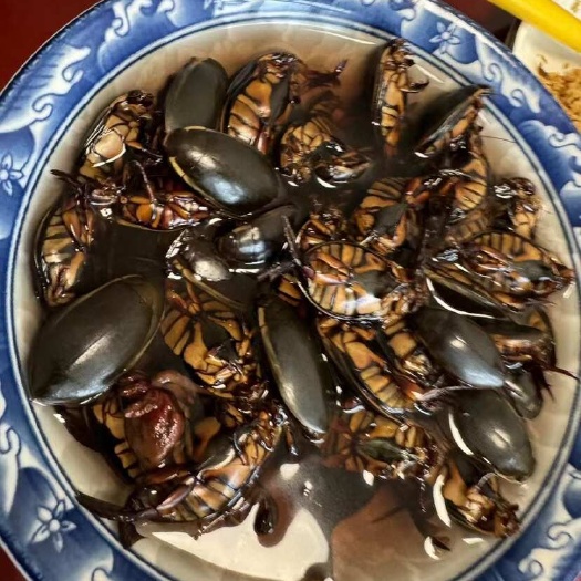 富锦市金边龙虱