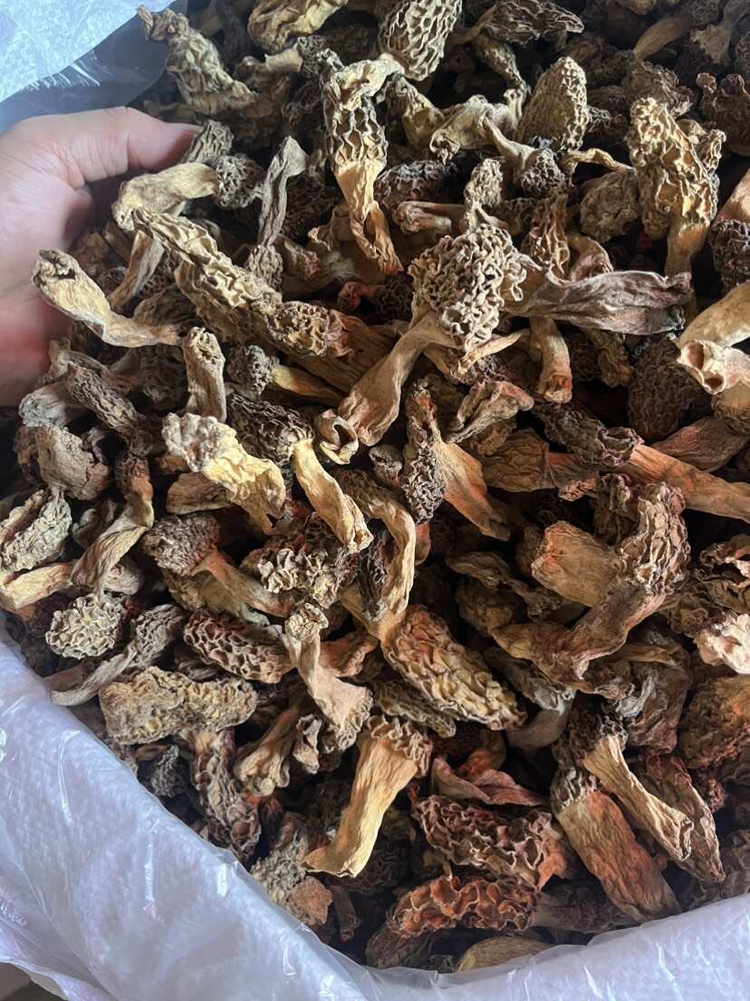 大别山野生羊肚菌 不野不要钱