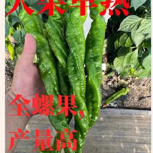 寿光市大果螺丝椒苗