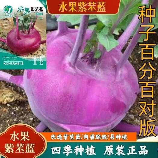 邵东市水果紫苤蓝种籽四季栽种蔬菜种子脆嫩紫甘蓝懒人两季中早熟蔬菜