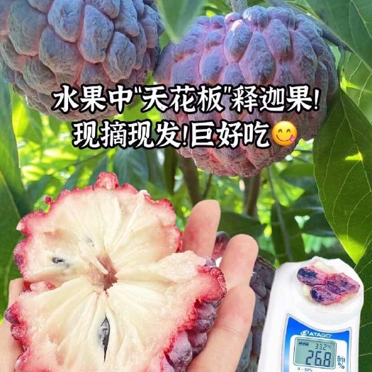 徐闻县玫瑰释迦果软糯香甜