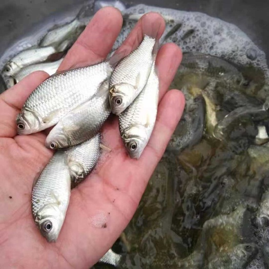 重庆市热中科3号鲫鱼苗 重庆鲫鱼苗 土鲫鱼中科5号苗 提供养殖技术
