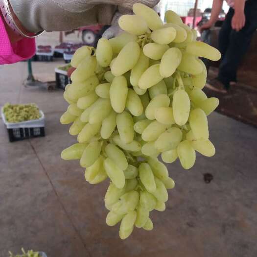 敦煌市无核白