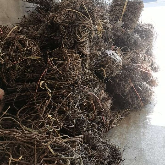 叶交藤，湖北干货
