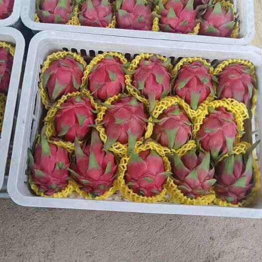 元江县火龙果