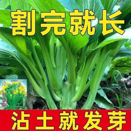 多枝多芽菜心多子多福甜菜心种子广东菜芯菜苔籽春夏秋蔬菜种子籽