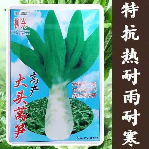 邵东市大头莴笋种子春夏秋冬四季播罗汉莴苣耐热耐寒好吃农家蔬菜种籽孑