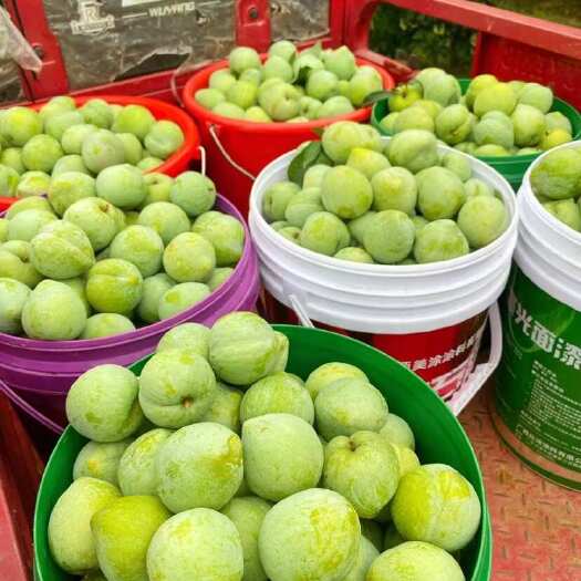 灌阳县量大有优惠广西桂林奈李3到7个头