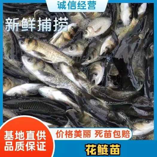 德阳热销鱼苗 花白鲢鱼苗放养鱼塘 基地直销 量大从优 包运输下塘