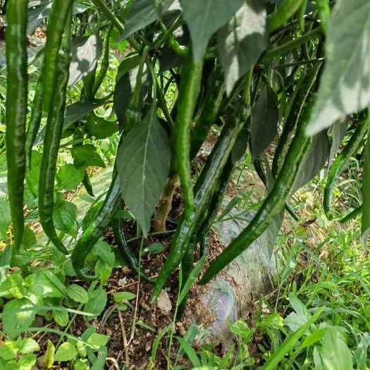 息烽县三号线椒大量供应