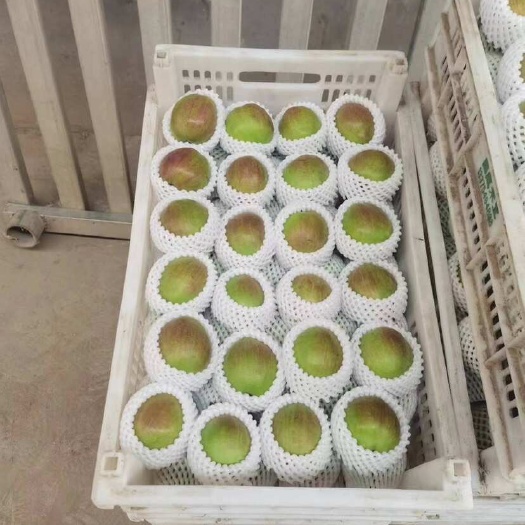 赵县新梨七号精品果1块1-1块3