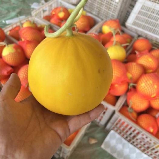 莘县久红瑞甜瓜，大量有货，对接大型商超，档铺批发，社区团购，电