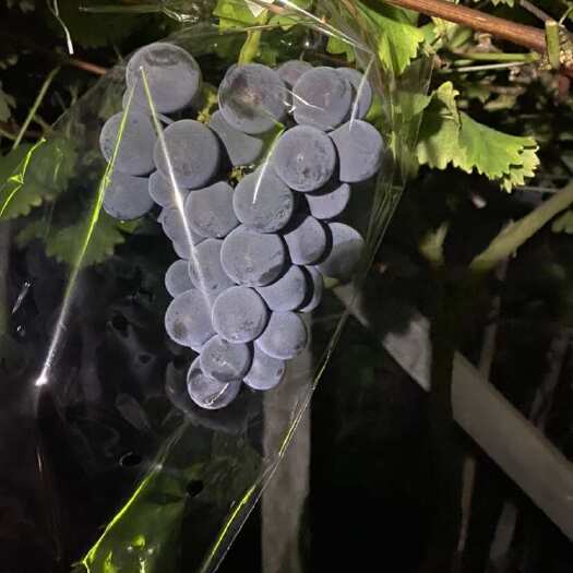 福安市葡萄