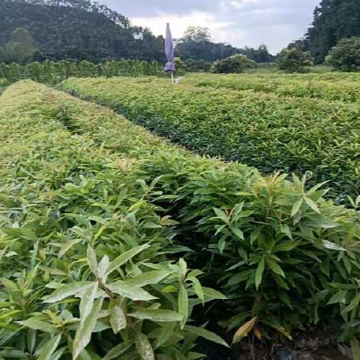  木荷