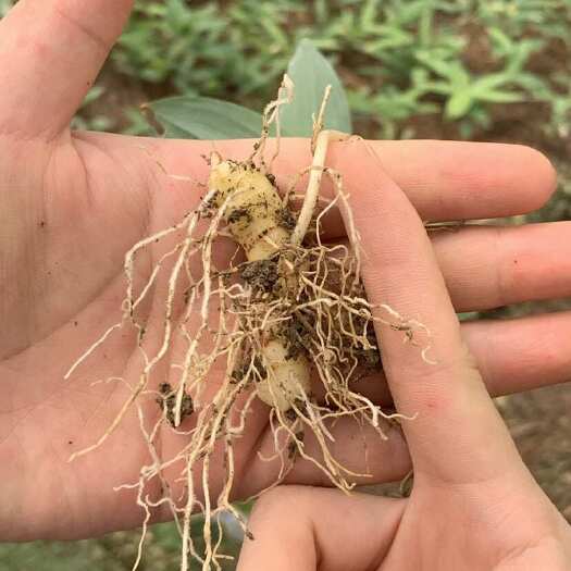 凯里市黄精种苗