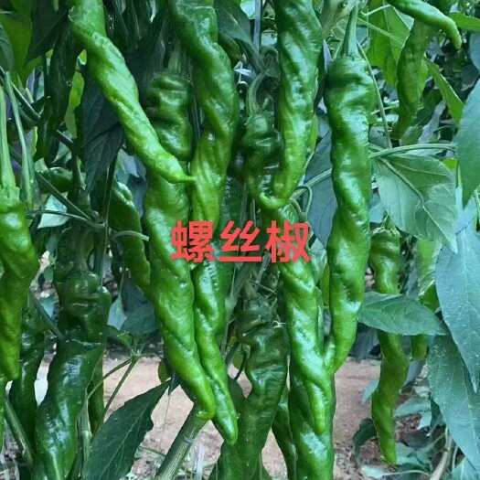寿光市大果螺丝椒 黑黄线椒  朝天椒 ，大果牛角椒 薄皮椒 太空椒