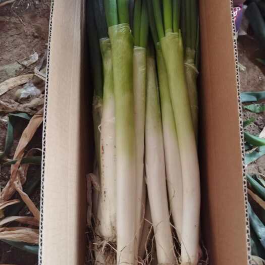 安丘市加工毛葱净葱市场货和电商货，一手货源地，价格定会让您满意