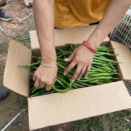 射洪市辣椒：3号线椒