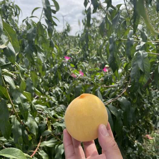五莲县黄金冠818黄桃