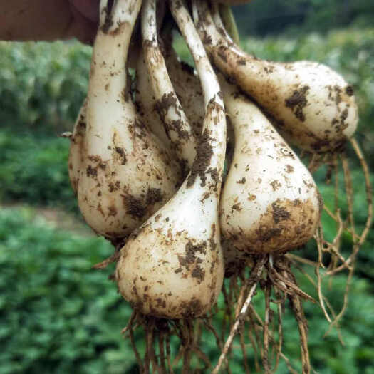 耒阳市藠头，荞头，教头，茭头，