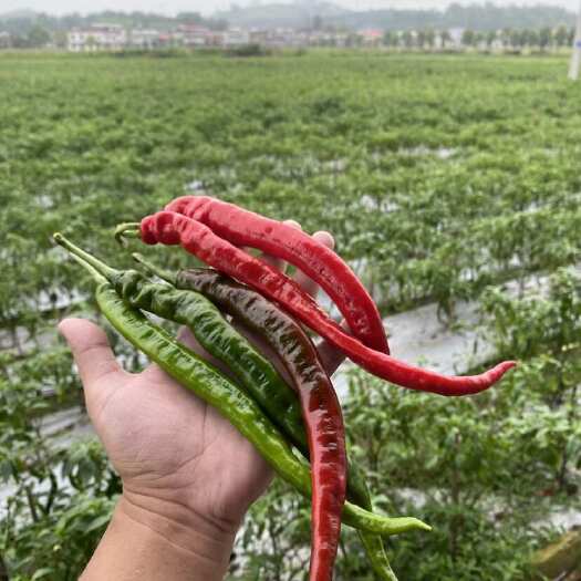 辣椒批发