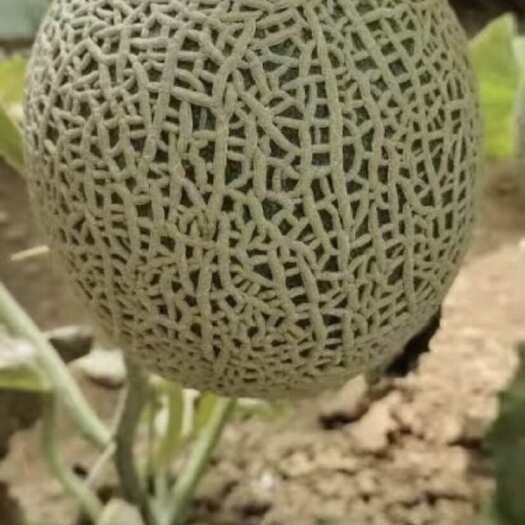 莘县高档网纹蜜瓜，大量有货，对接大型商超，档铺批发，社区团购，
