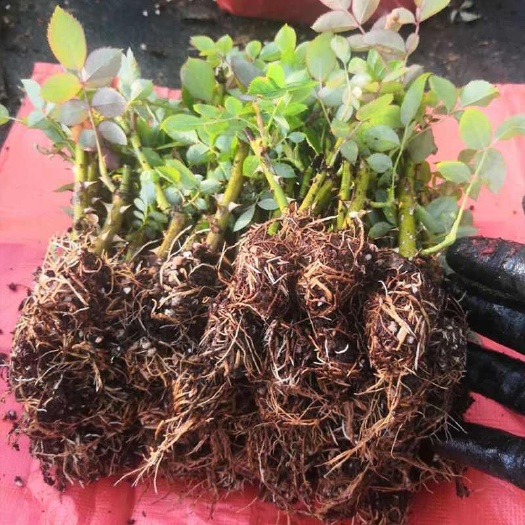 食用玫瑰 食用玫瑰苗 四季开花适应于盆栽地栽  阳台庭院种植