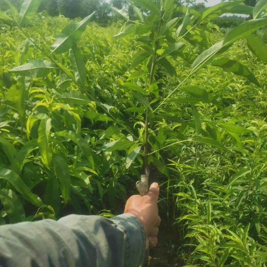 灵山县广西灵山新鲜水蜜桃树苗优质水果种苗