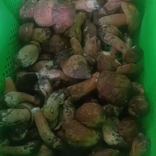 大姚县牛肝菌