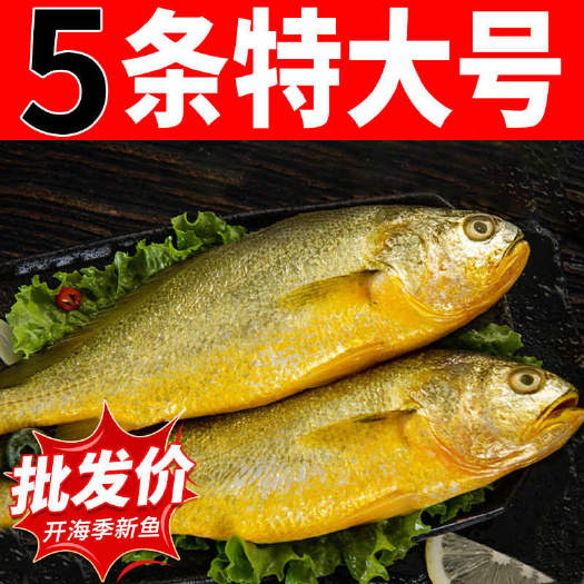日照国产黄花鱼特大大黄鱼批发新鲜冷冻一整箱特大黄花鱼大黄鱼包邮