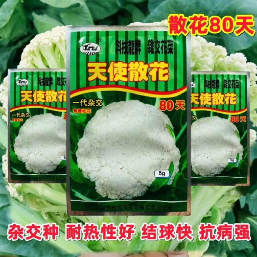 散花松花菜种子天使散花80天 100天 60天青梗花椰菜种子
