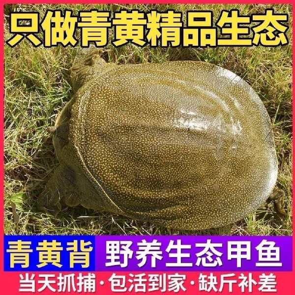 黄沙鳖，青黄背外塘养殖，顺丰包邮，量大送到家