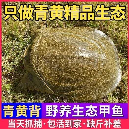 黄沙鳖，青黄背外塘养殖，顺丰包邮，量大送到家