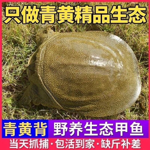 黄沙鳖,青黄背外塘养殖,顺丰包邮,量大送到家
