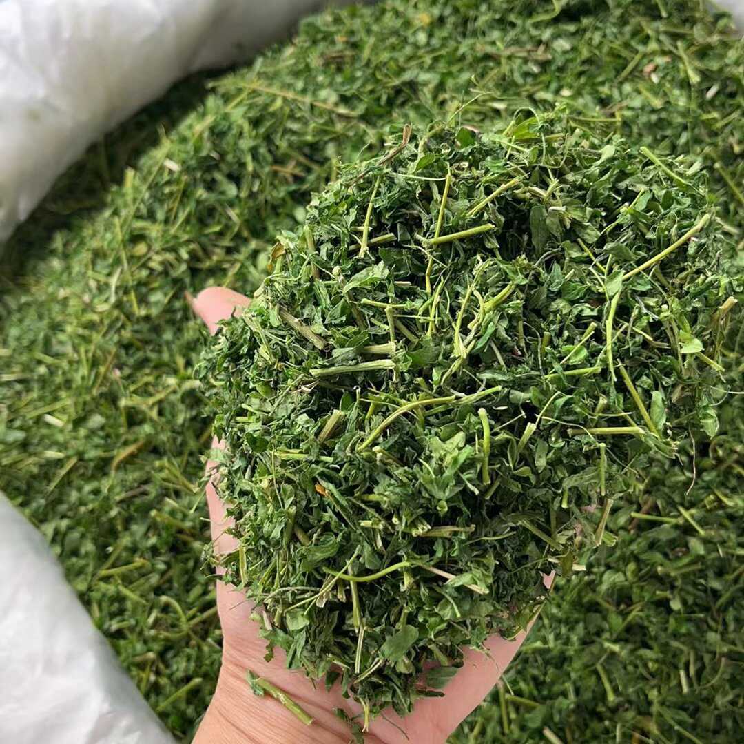 广西相思茶中药批发一手货源量大忧惠