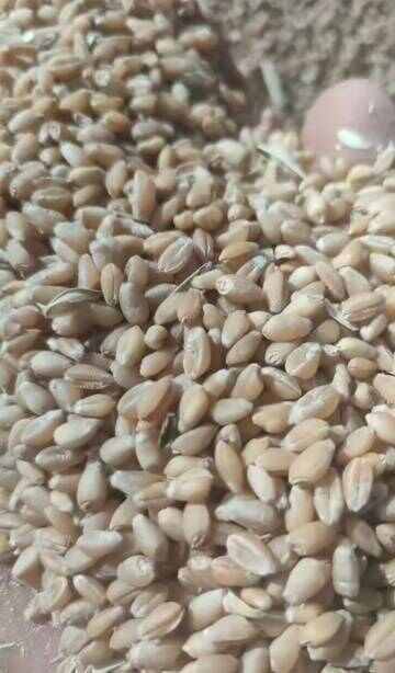 新疆小麦新疆冬麦